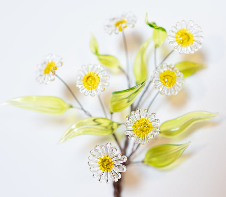 Growth - Daisy, 2023. 