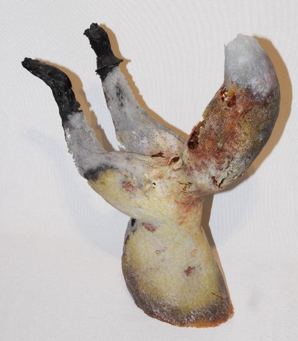 Find Your Space, life-size cast glass fox sculpture with led component.  Yellow Fox  approx. 53 x 46 x 18 cm