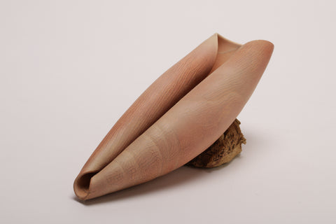 Small shell 8 - porcelain textured shell sculpture in terracotta  22l x 7.5h x 7d cm
