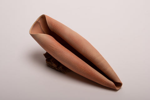 Small shell 8 - porcelain textured shell sculpture in terracotta  22l x 7.5h x 7d cm